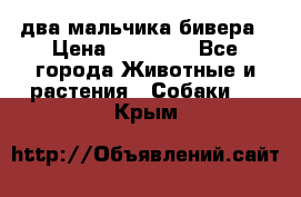 два мальчика бивера › Цена ­ 19 000 - Все города Животные и растения » Собаки   . Крым